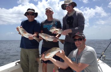 Redfish Limit in Tampa Bay