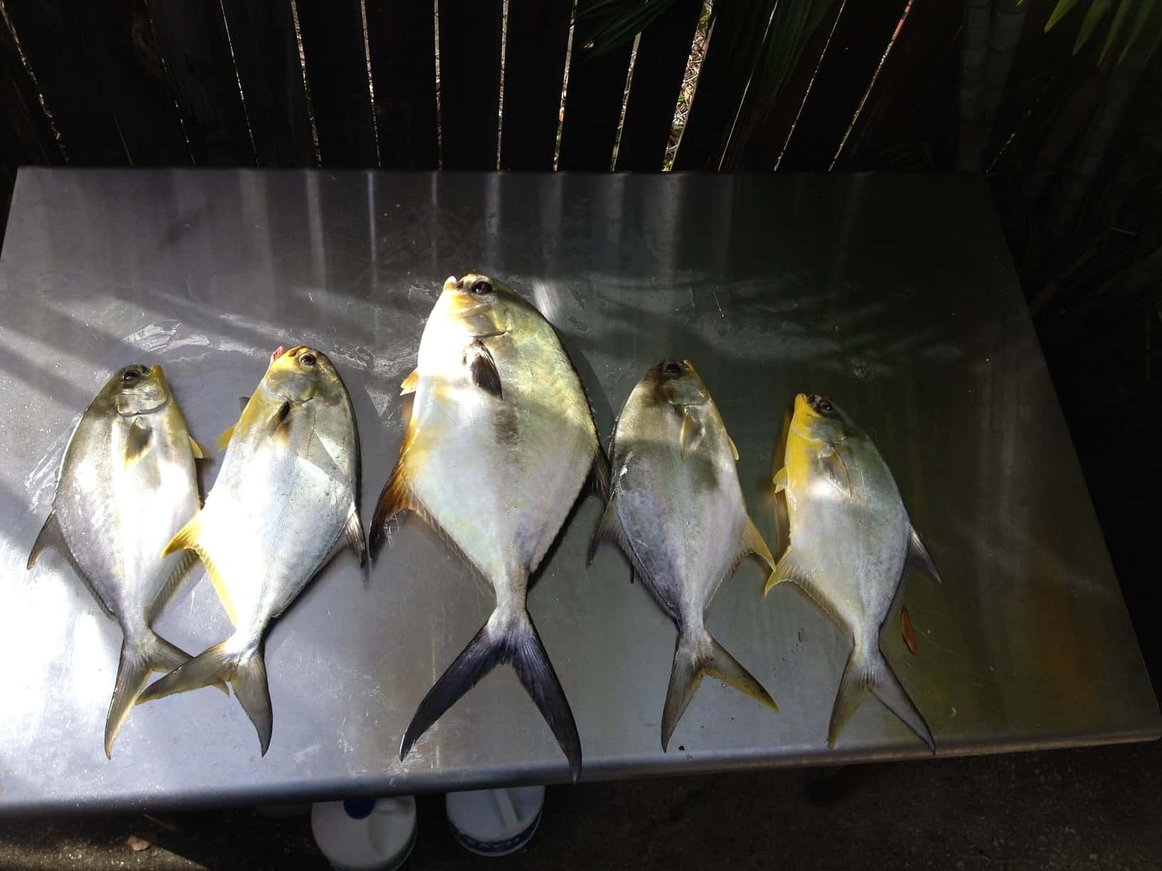 Permit Pompano and Jack Crevalle in the Cold Weather in Tampa Bay