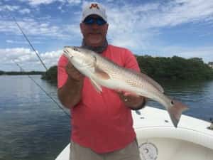 Redfish Tampa Bay