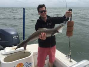 Cobia are getting consistent!