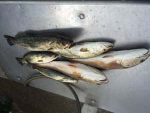 Mixed Bag of Sea Trout and Redfish