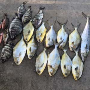 Pompano Fishing catch Mackerel Snapper and Sheepshead in Tampa Florida