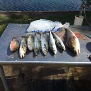 Limits of Snapper Red Fish and Mackerel with Trout